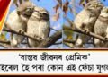 ‘বাস্তৱ জীৱনৰ প্ৰেমিক’, ভাইৰেল হৈ পৰা কোন এই প্ৰেমিক ফেঁচা যুগল?