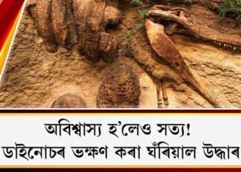 অবিশ্বাস্য হ’লেও সত্য! ডাইনোচৰ ভক্ষণ কৰা ঘঁৰিয়াল উদ্ধাৰ