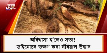 অবিশ্বাস্য হ’লেও সত্য! ডাইনোচৰ ভক্ষণ কৰা ঘঁৰিয়াল উদ্ধাৰ