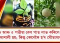 ৪ আৰু ৫ পতীয়া বেল পাত লাভ কৰিলে সৌভাগ্যশালী হয়; কিন্তু কেনেকৈ হ’ব সৌভাগ্যশালী?