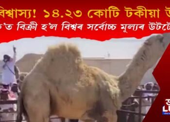 অবিশ্বাস্য! এটা উটৰ দাম ১৪.২৩ কোটি, ক’ত বিক্ৰী হ’ল বিশ্বৰ সৰ্বোচ্চ মূল্যৰ উটটো?