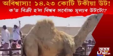 অবিশ্বাস্য! এটা উটৰ দাম ১৪.২৩ কোটি, ক’ত বিক্ৰী হ’ল বিশ্বৰ সৰ্বোচ্চ মূল্যৰ উটটো?
