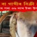গৰু বা গাখীৰ বিক্ৰী কৰি নহয়, গোবৰেৰে তৈয়াৰী সামগ্ৰীৰ পৰা ৩৬ লাখ টকা উপাৰ্জন!
