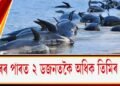 সাগৰৰ পাৰত ২ ডজনতকৈ অধিক তিমিৰ মৃত্যু