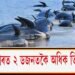 সাগৰৰ পাৰত ২ ডজনতকৈ অধিক তিমিৰ মৃত্যু