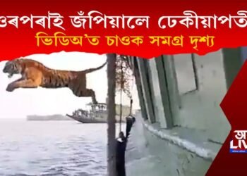 ‘লাইফ অৱ পাই’, নাওৰ পৰাই জঁপিয়ালে ঢেকীয়াপতীয়া বাঘে, চাওক ভিডিঅ’