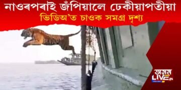 ‘লাইফ অৱ পাই’, নাওৰ পৰাই জঁপিয়ালে ঢেকীয়াপতীয়া বাঘে, চাওক ভিডিঅ’