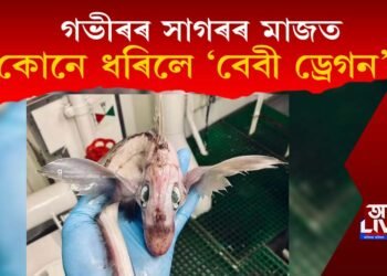 গভীৰৰ সাগৰৰ মাজত কোনে ধৰিলে বেবী ড্ৰেগন?