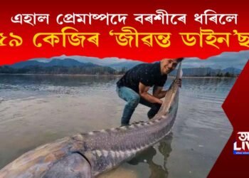 এহাল প্ৰেমাষ্পদে বৰশীৰে ধৰিলে ১৬৯ কি-গ্ৰা.ৰ পৃথিৱীৰ ‘জীৱন্ত ডাইন’ছৰ