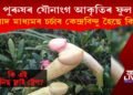 কিয় সংবাদ মাধ্যমৰ চৰ্চাৰ কেন্দ্ৰবিন্দু হৈছে উদ্ভিদৰ পুৰুষৰ যৌনাংগ আকৃতিৰ অংগ?