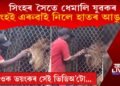 সিংহৰ সৈতে ল’ৰা-ধেমালি! হাতৰ আঙুলি এৰুৱাই নিলে সিংহই, চাওক ভিডিঅ’