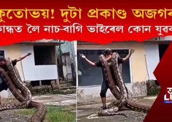 অকুতোভয়! প্ৰকাণ্ড দুই অজগৰ কান্ধত লৈ নাচি-বাগি ভাইৰেল হ’ল কোন যুৱক?