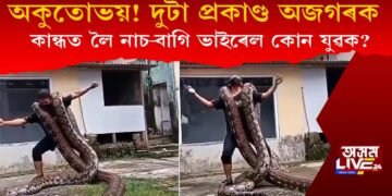 অকুতোভয়! প্ৰকাণ্ড দুই অজগৰ কান্ধত লৈ নাচি-বাগি ভাইৰেল হ’ল কোন যুৱক?