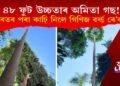 ৪৮ ফুট উচ্চতাৰ অমিতা গছ! ভাৰতৰ পৰা কাঢ়ি নিলে গিণিজ ৱৰ্ল্ড ৰে’কৰ্ড