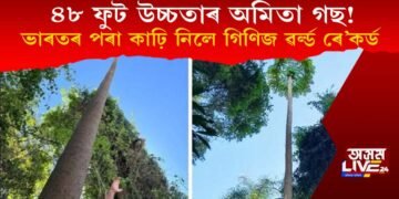 ৪৮ ফুট উচ্চতাৰ অমিতা গছ! ভাৰতৰ পৰা কাঢ়ি নিলে গিণিজ ৱৰ্ল্ড ৰে’কৰ্ড