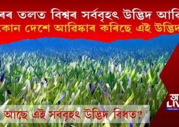সাগৰৰ তলত বিশ্বৰ সৰ্ববৃহৎ উদ্ভিদ আৱিষ্কাৰ, কোন দেশে আৱিষ্কাৰ কৰিছে এই উদ্ভিদ?