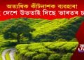 অত্যধিক কীটনাশক ব্যৱহাৰ! বহু দেশে উভতাই দিছে ভাৰতৰ চাহ!