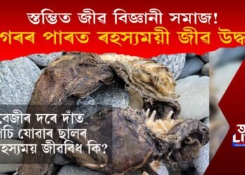 স্তম্ভিত জীৱ বিজ্ঞানী সমাজ! বেজীৰ দৰে দাঁত পচি যোৱাৰ ছালৰ ৰহস্যময়ী জীৱ সাগৰৰ পাৰত উদ্ধাৰ