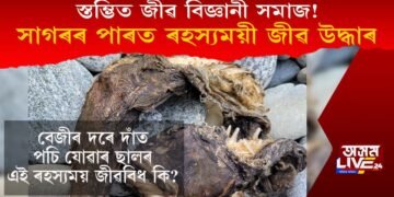 স্তম্ভিত জীৱ বিজ্ঞানী সমাজ! বেজীৰ দৰে দাঁত পচি যোৱাৰ ছালৰ ৰহস্যময়ী জীৱ সাগৰৰ পাৰত উদ্ধাৰ