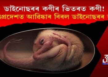 ডাইনোছৰৰ কণীৰ ভিতৰত কণী! মধ্যপ্ৰদেশত আৱিষ্কাৰ বিৰল ডাইনোছৰৰ কণী