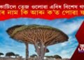 কাটিলে তেজ ওলোৱা এবিধ বিশেষ গছ? ইয়াৰ নাম কি আৰু ক’ত পোৱা যায়?