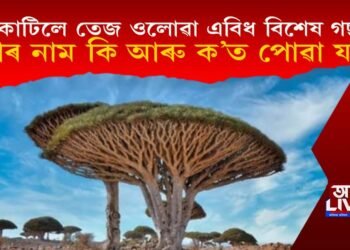 কাটিলে তেজ ওলোৱা এবিধ বিশেষ গছ? ইয়াৰ নাম কি আৰু ক’ত পোৱা যায়?