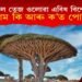 কাটিলে তেজ ওলোৱা এবিধ বিশেষ গছ? ইয়াৰ নাম কি আৰু ক’ত পোৱা যায়?
