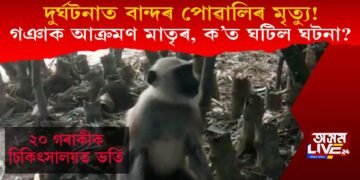 দুৰ্ঘটনাত বান্দৰ পোৱালিৰ মৃত্যু! গঞাক আক্ৰমণ মাতৃৰ, ২০ গৰাকীক চিকিৎসালয়ত ভৰ্তি