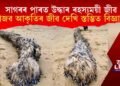 সাগৰৰ পাৰত মৃত অৱস্থাত উদ্ধাৰ ৰহস্যময় জীৱ, দেখি স্তম্ভিত বিজ্ঞানীসমাজ!