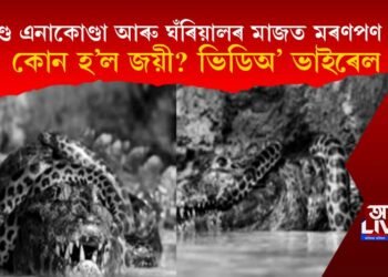 প্ৰকাণ্ড এনাকোণ্ডা আৰু ঘঁৰিয়ালৰ মাজত মৰণপণ যুঁজ! কোন হ’ল জয়ী? ভিডিঅ’ ভাইৰেল