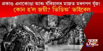প্ৰকাণ্ড এনাকোণ্ডা আৰু ঘঁৰিয়ালৰ মাজত মৰণপণ যুঁজ! কোন হ’ল জয়ী? ভিডিঅ’ ভাইৰেল