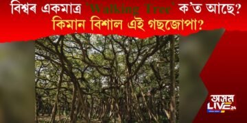 বিশ্বৰ একমাত্ৰ ‘Walking Tree’ ক’ত আছে? কিমান বিশাল এই গছজোপা?