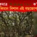 বিশ্বৰ একমাত্ৰ ‘Walking Tree’ ক’ত আছে? কিমান বিশাল এই গছজোপা?