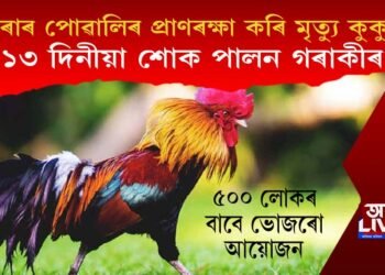 ভেৰাৰ পোৱালিৰ প্ৰাণৰক্ষা কৰি মৃত্যু কুকুৰাৰ, ১৩ দিনীয়া শোক পালন গৰাকীৰ