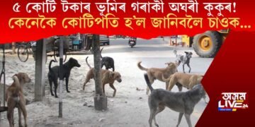 ৫ কোটি টকাৰ ভূমিৰ অঘৰী গৰাকী কুকুৰ! কটায় বিলাসী জীৱন! কেনেকৈ কোটিপতি হ’লেই কুকুৰ?