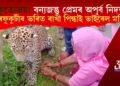 অকুতোভয়! বন্যজন্তু প্ৰেমৰ অপূৰ্ব নিদৰ্শন; নাহৰফুকুটীৰ ভৰিত ৰাখী পিন্ধাই চৰ্চিত কোন মহিলা?