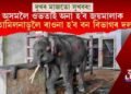 এইখন অসমৰ জয়মালা নামৰ হাতীটোৰ ফটো নহয়!