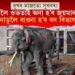 এইখন অসমৰ জয়মালা নামৰ হাতীটোৰ ফটো নহয়!