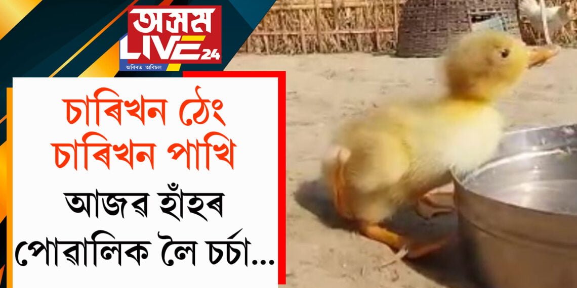 চাৰিখন ঠেং, চাৰিখন পাখি! আজৱ হাঁহৰ পোৱালিক লৈ চৰ্চা…