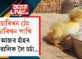চাৰিখন ঠেং, চাৰিখন পাখি! আজৱ হাঁহৰ পোৱালিক লৈ চৰ্চা…