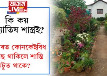 ঘৰত কোনকেইবিধ গছ থাকিলে শান্তি অটুত থাকে? কি কয় জ্যোতিষ শাস্ত্ৰই?