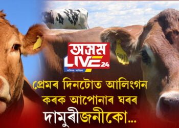 প্ৰেমৰ দিনটোত আলিংগন কৰক আপোনাৰ ঘৰৰ দামূৰিজনীকো! ভেলেণ্টাইনৰ সৈতে গৰুৰ সম্পৰ্ক কি?