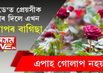 এপাহ গোলাপ নহয়! ৰ’জ ডে’ত প্ৰেয়সীক উপহাৰ দিলে এখন গোলাপৰ বাগিছা