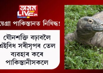 ভায়েগ্ৰা পাকিস্তানত নিষিদ্ধ! যৌনশক্তি বঢ়াবলৈ এইবিধ সৰীসৃপৰ তেল ব্যৱহাৰ কৰে পাকিস্তানীসকলে