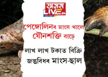 যৌনশক্তি বঢ়াবলৈকে চিকাৰ কৰিছে পেঙ্গোলিন! লাখ লাখ টকাত বিক্ৰি হৈছে জন্তুবিধৰ মাংস আৰু ছাল