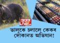 ভালুকে চলালে কেকৰ দোকানত অভিযান! খালে ৬০ টা কাপকেক