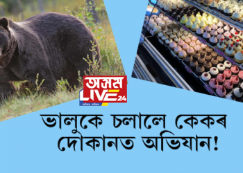 ভালুকে চলালে কেকৰ দোকানত অভিযান! খালে ৬০ টা কাপকেক