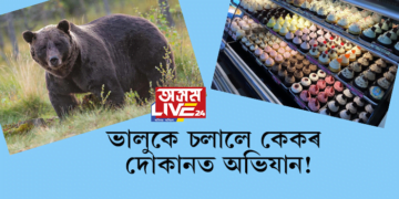 ভালুকে চলালে কেকৰ দোকানত অভিযান! খালে ৬০ টা কাপকেক