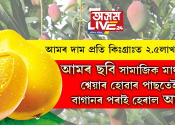 আমৰ দাম প্ৰতি কিঃগ্ৰাঃত ২.৫লাখ টকা! বিৰল আমৰ ছবি সামাজিক মাধ্যমত শ্বেয়াৰ হোৱাৰ পাছতেই বাগানৰ পৰাই হেৰাই গ’ল আম