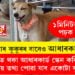 এইবাৰ কুকুৰৰ বাবেও আধাৰকাৰ্ড! ডিঙিত থকা আধাৰকাৰ্ড স্কেন কৰিলেই যাৱতীয় তথ্য পোৱা যাব একোটা কুকুৰৰ